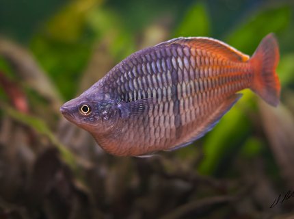 freshwater fish - melanotaenia boesemani - boesemani rainbow stocking in 180 gallons tank - Bosami Rainbow freshwater fish - melanotaenia boesemani - boesemani rainbow stocking in 180 gallons tank - Bosami Rainbow