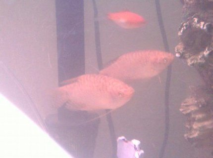 freshwater fish - trichogaster trichopterus - gold gourami stocking in 75 gallons tank freshwater fish - trichogaster trichopterus - gold gourami stocking in 75 gallons tank