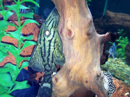 freshwater fish - panaque nigrolineatus l-191 - royal pleco stocking in 75 gallons tank - Royal pleco freshwater fish - panaque nigrolineatus l-191 - royal pleco stocking in 75 gallons tank - Royal pleco