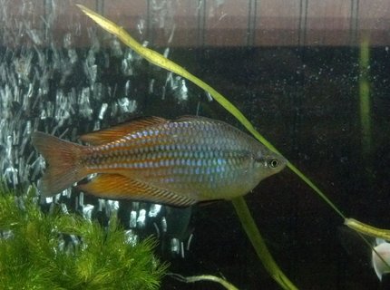 freshwater fish - melanotaenia splendida - australian rainbow stocking in 55 gallons tank - My Australian/ Turquoise Rainbow fish freshwater fish - melanotaenia splendida - australian rainbow stocking in 55 gallons tank - My Australian/ Turquoise Rainbow fish