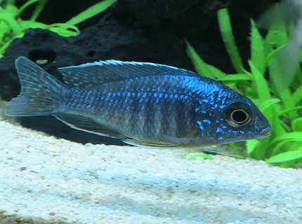 freshwater fish - aulonocara stuartgranti - peacock cichlid stocking in 55 gallons tank - Peacock Cichlid freshwater fish - aulonocara stuartgranti - peacock cichlid stocking in 55 gallons tank - Peacock Cichlid
