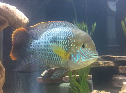 freshwater fish - aequidens rivulatus - green terror stocking in 75 gallons tank - Green Terror (Baby T) freshwater fish - aequidens rivulatus - green terror stocking in 75 gallons tank - Green Terror (Baby T)