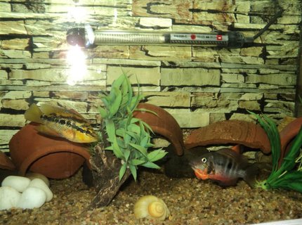 freshwater fish - thorichthys meeki - firemouth cichlid stocking in 75 gallons tank - Salvini & Firemouth freshwater fish - thorichthys meeki - firemouth cichlid stocking in 75 gallons tank - Salvini & Firemouth
