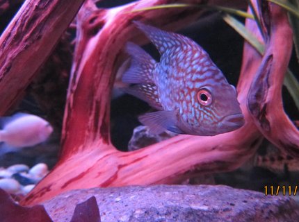 freshwater fish - aequidens rivulatus - green terror stocking in 100 gallons tank freshwater fish - aequidens rivulatus - green terror stocking in 100 gallons tank
