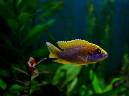 freshwater fish - aulonocara mamelela - lemon jake stocking in 70 gallons tank - Lemon Jake Peacock freshwater fish - aulonocara mamelela - lemon jake stocking in 70 gallons tank - Lemon Jake Peacock