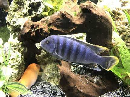 freshwater fish stocking in 60 gallons tank - Cobalt blue Zebra Cichlid freshwater fish stocking in 60 gallons tank - Cobalt blue Zebra Cichlid