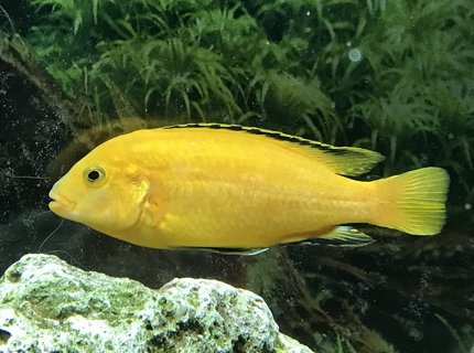 freshwater fish stocking in 60 gallons tank - Electric Yellow Cichlid freshwater fish stocking in 60 gallons tank - Electric Yellow Cichlid