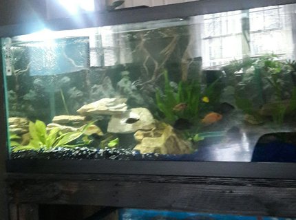 freshwater fish stocking in 75 gallons tank - 75 gallon freshwater tank African and American Cichlids with live planting freshwater fish stocking in 75 gallons tank - 75 gallon freshwater tank African and American Cichlids with live planting