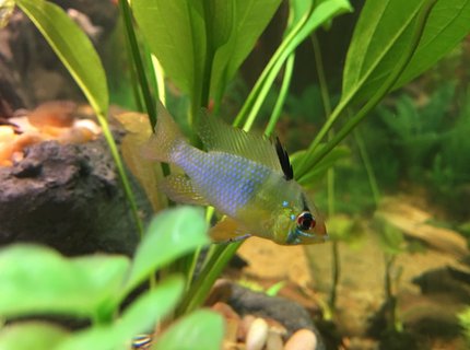 freshwater fish stocking in 75 gallons tank - German Blue Ram freshwater fish stocking in 75 gallons tank - German Blue Ram