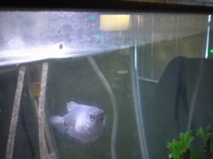 freshwater fish stocking in 35 gallons tank - Blue gourami named spot what is wrong with it not sure what's going on here it's been like this for 2weeks so far freshwater fish stocking in 35 gallons tank - Blue gourami named spot what is wrong with it not sure what's going on here it's been like this for 2weeks so far