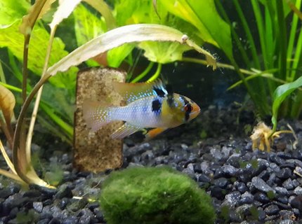 freshwater fish stocking in 30 gallons tank - My German Blue Ram, Gordon Ramsey freshwater fish stocking in 30 gallons tank - My German Blue Ram, Gordon Ramsey
