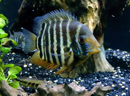 freshwater fish stocking in 150 gallons tank - Red shoulder severum freshwater fish stocking in 150 gallons tank - Red shoulder severum