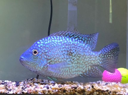 freshwater fish stocking in 40 gallons tank - Texas Cichlid
Tank Size: 40 gallon
Lighting Equipment: Blue & White LED Max 28W
Decorations: Two Colorful Golf Balls, Muti Colour Natural Gravel Mix, freshwater fish stocking in 40 gallons tank - Texas Cichlid
Tank Size: 40 gallon
Lighting Equipment: Blue & White LED Max 28W
Decorations: Two Colorful Golf Balls, Muti Colour Natural Gravel Mix,
