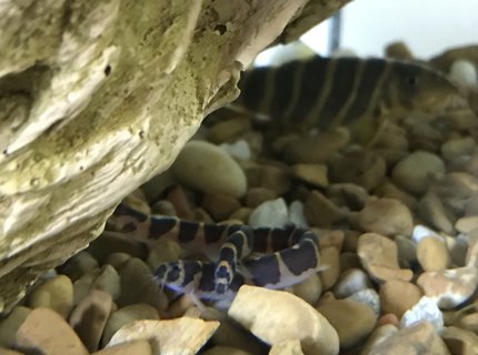 freshwater fish stocking in 55 gallons tank - Kuhli loaches freshwater fish stocking in 55 gallons tank - Kuhli loaches