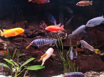 freshwater fish stocking in 90 gallons tank - African Cichlid rainbow. freshwater fish stocking in 90 gallons tank - African Cichlid rainbow.