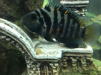 freshwater fish stocking in 150 gallons tank - Jailbreak freshwater fish stocking in 150 gallons tank - Jailbreak