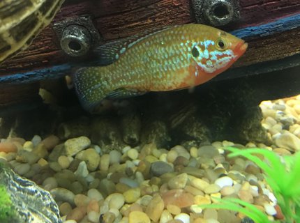 freshwater fish stocking in 150 gallons tank - Turquoise jewel cichlid freshwater fish stocking in 150 gallons tank - Turquoise jewel cichlid