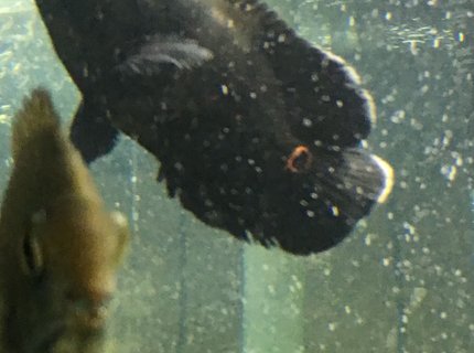 freshwater fish stocking in 150 gallons tank - Patches is growing freshwater fish stocking in 150 gallons tank - Patches is growing