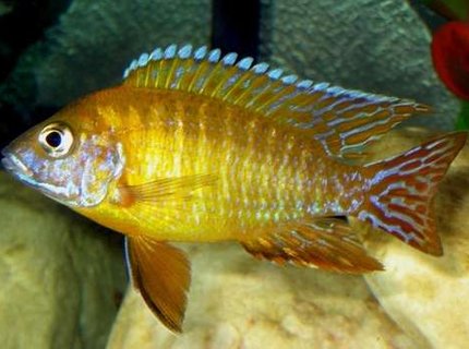 freshwater fish - aulonocara stuartgranti - orange peacock stocking in 40 gallons tank - My Dominant Male Maleri Peacock freshwater fish - aulonocara stuartgranti - orange peacock stocking in 40 gallons tank - My Dominant Male Maleri Peacock