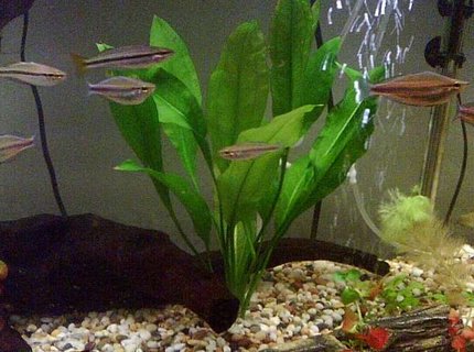 freshwater fish - melanotaenia trifasciata - banded rainbowfish stocking in 100 gallons tank - 5 x melanotaenia trifasciata
two males (right)
three females (lower two on the left, one in the middle)
2 x melanotaenia nigrans
two females (higher two on the left) freshwater fish - melanotaenia trifasciata - banded rainbowfish stocking in 100 gallons tank - 5 x melanotaenia trifasciata
two males (right)
three females (lower two on the left, one in the middle)
2 x melanotaenia nigrans
two females (higher two on the left)