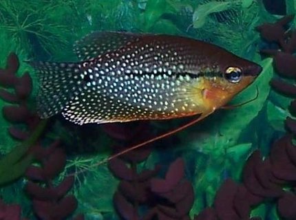 freshwater fish - trichogaster leeri - pearl gourami stocking in 55 gallons tank - pearl gourami freshwater fish - trichogaster leeri - pearl gourami stocking in 55 gallons tank - pearl gourami