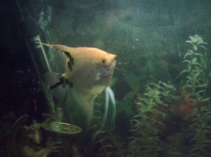 freshwater fish - assorted veil angel - pterophyllum scalare stocking in 35 gallons tank - one half of a mating pair blondie and carlsberg . blondie is the female angel and she and carlsberg go through their leaf cleaning routine prior to spawining every few weeks. freshwater fish - assorted veil angel - pterophyllum scalare stocking in 35 gallons tank - one half of a mating pair blondie and carlsberg . blondie is the female angel and she and carlsberg go through their leaf cleaning routine prior to spawining every few weeks.