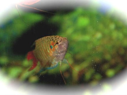 freshwater fish - trichopsis pumilus - sparkling gourami stocking in 55 gallons tank - gourami 3 freshwater fish - trichopsis pumilus - sparkling gourami stocking in 55 gallons tank - gourami 3