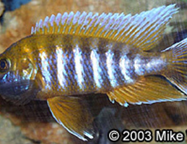 freshwater fish - aulonocara jacobfreibergi - african butterfly peacock - 5" African Cichlid - (Aulonocara Jacobfreibergi) in 72 Gal bowfront. freshwater fish - aulonocara jacobfreibergi - african butterfly peacock - 5" African Cichlid - (Aulonocara Jacobfreibergi) in 72 Gal bowfront.