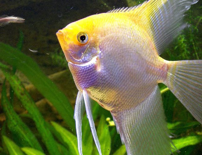 freshwater fish - pterophyllum sp. - silver angel freshwater fish - pterophyllum sp. - silver angel
