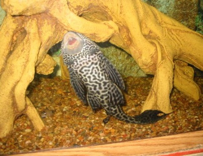 freshwater fish - glyptoperichthys gibbiceps - sailfin pleco (l-83) freshwater fish - glyptoperichthys gibbiceps - sailfin pleco (l-83)