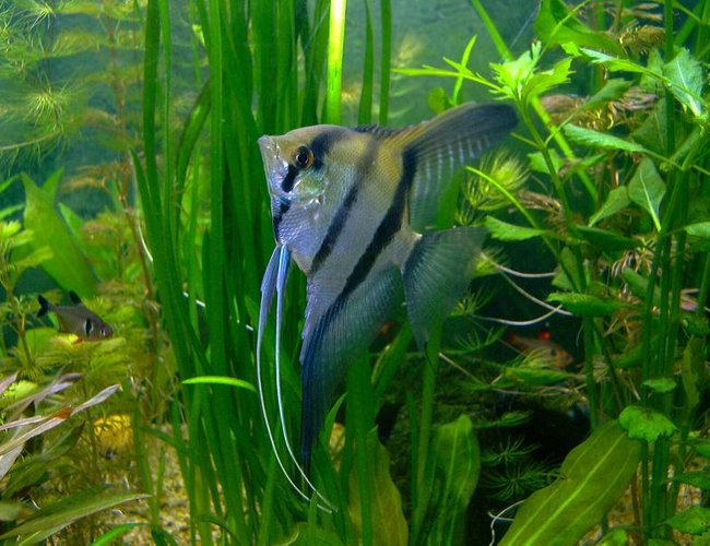 freshwater fish - altum angel- true wild strain - pterophyllum altum freshwater fish - altum angel- true wild strain - pterophyllum altum