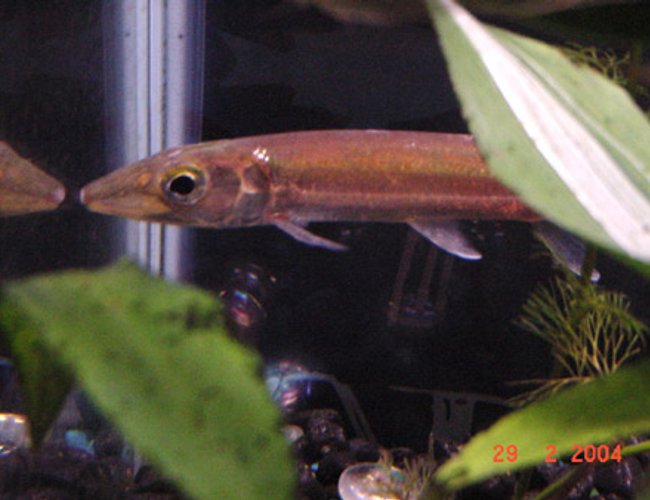 freshwater fish - acestrorhynchus falcatus - red tail barracuda - I have a 20 gallon freshwater tank. I have one green barracuda, one zebra pleco, one gold nugget pleco, one mono, three small parrot fish that my adult parrot fish gave birth to and various communal fish (mollys, green tiger barbs, skirted tetras). freshwater fish - acestrorhynchus falcatus - red tail barracuda - I have a 20 gallon freshwater tank. I have one green barracuda, one zebra pleco, one gold nugget pleco, one mono, three small parrot fish that my adult parrot fish gave birth to and various communal fish (mollys, green tiger barbs, skirted tetras).