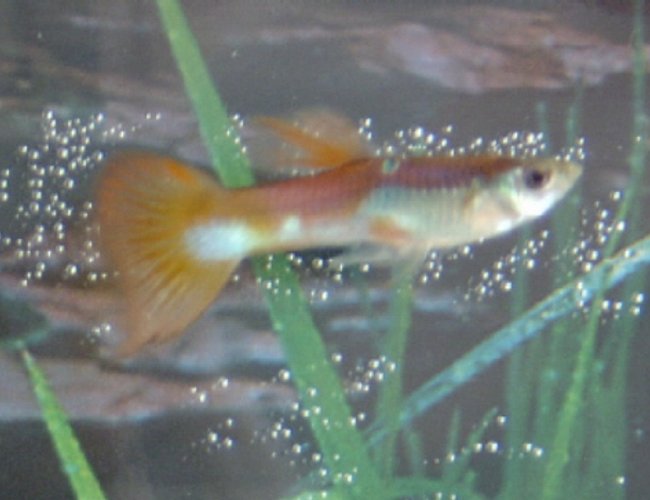 freshwater fish - poecilia reticulata - red cobra delta guppy freshwater fish - poecilia reticulata - red cobra delta guppy