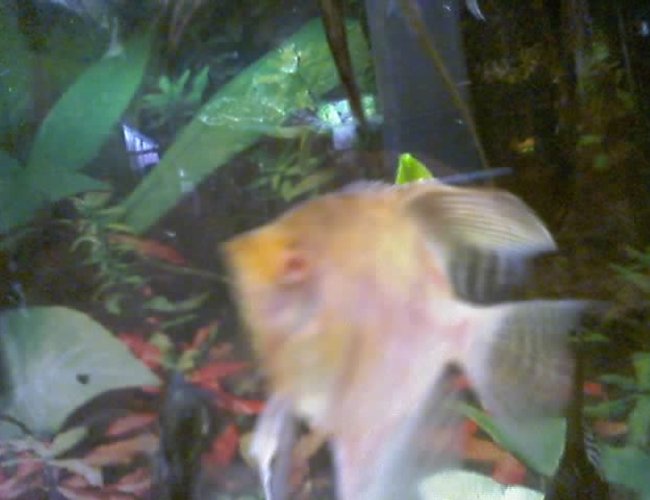 freshwater fish - pterophyllum sp. - albino angel - I have about 75 freshwater tanks. I breed Angelfish of all varietys, albino plecos, and many types of guppies. I am also currently breeding red brick and red velvet swords. freshwater fish - pterophyllum sp. - albino angel - I have about 75 freshwater tanks. I breed Angelfish of all varietys, albino plecos, and many types of guppies. I am also currently breeding red brick and red velvet swords.