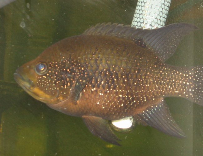 freshwater fish - herichthys cynoguttatus - texas cichlid freshwater fish - herichthys cynoguttatus - texas cichlid