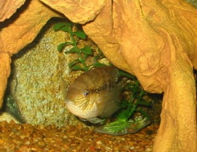 freshwater fish - herichthys cynoguttatus - texas cichlid - A gold killifish freshwater fish - herichthys cynoguttatus - texas cichlid - A gold killifish