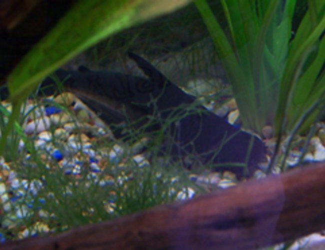 freshwater fish - pangasius hypophthalmus - iridescent shark stocking in 46 gallons tank - Here is a picture of the Iradescent Shark Cat Fish. As you can see he is not a very active fellow him and the knive fish are buddies they just lay in hidding all the time. freshwater fish - pangasius hypophthalmus - iridescent shark stocking in 46 gallons tank - Here is a picture of the Iradescent Shark Cat Fish. As you can see he is not a very active fellow him and the knive fish are buddies they just lay in hidding all the time.