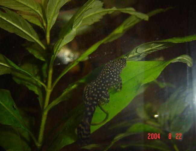 freshwater fish - parancistrus sp. - peppermint plecostomus (l-31) stocking in 50 gallons tank - I keep one tiger oscar and a 18inch(45cm) cube community tank with angels, catfish, gouramis, clown loaches etc.
I live in Sydney, Australia freshwater fish - parancistrus sp. - peppermint plecostomus (l-31) stocking in 50 gallons tank - I keep one tiger oscar and a 18inch(45cm) cube community tank with angels, catfish, gouramis, clown loaches etc.
I live in Sydney, Australia