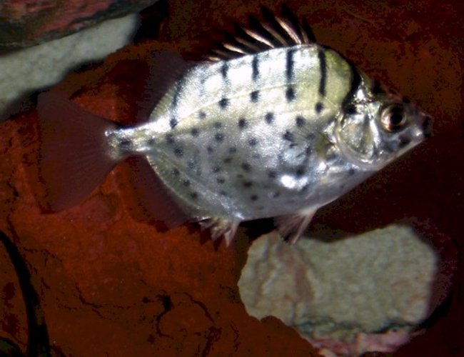 freshwater fish - gymnocorymbus sp. - black skirt tetra freshwater fish - gymnocorymbus sp. - black skirt tetra