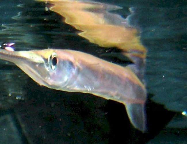 freshwater fish - xenentodon cancila - needle nose gar freshwater fish - xenentodon cancila - needle nose gar