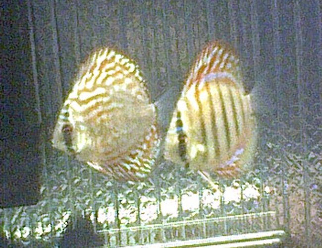 freshwater fish - symphysodon aequifasciata sp. - discus freshwater fish - symphysodon aequifasciata sp. - discus