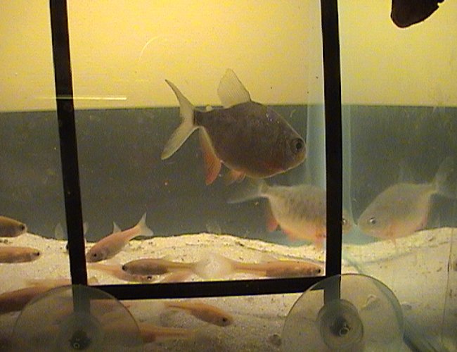 freshwater fish - pygocentrus nattereri - redbellied pirhana freshwater fish - pygocentrus nattereri - redbellied pirhana