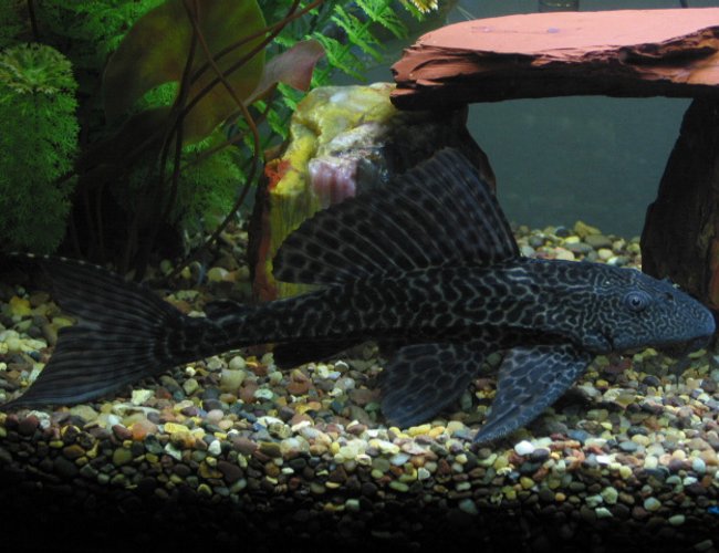 freshwater fish - glyptoperichthys gibbiceps - sailfin pleco (l-83) stocking in 55 gallons tank - pl*co freshwater fish - glyptoperichthys gibbiceps - sailfin pleco (l-83) stocking in 55 gallons tank - pl*co