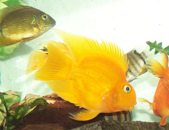 freshwater fish - heros severus x amphilophus citrinellum - blood parrot stocking in 110 gallons tank - My b/f's yellow blood parrot. This guy has gorgeous fins and his color is -not- dye, all natural yellow. This guy was black when we first brought him home. freshwater fish - heros severus x amphilophus citrinellum - blood parrot stocking in 110 gallons tank - My b/f's yellow blood parrot. This guy has gorgeous fins and his color is -not- dye, all natural yellow. This guy was black when we first brought him home.