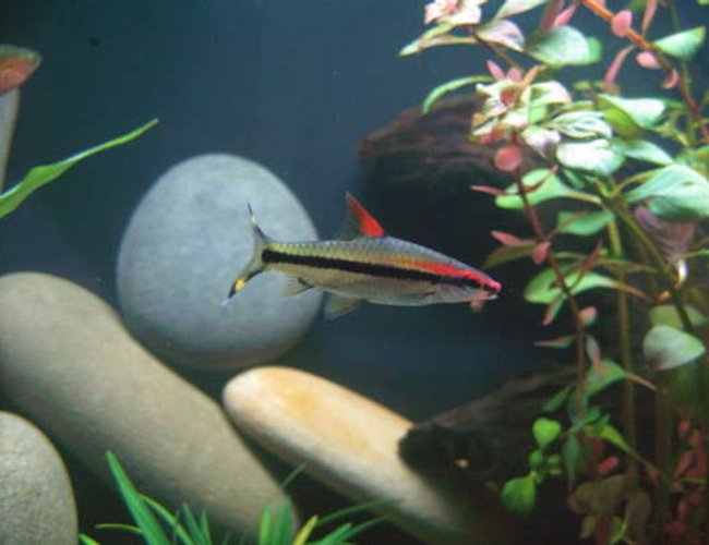 freshwater fish - barbus denisonii - denison barb stocking in 24 gallons tank - Denison Barb freshwater fish - barbus denisonii - denison barb stocking in 24 gallons tank - Denison Barb