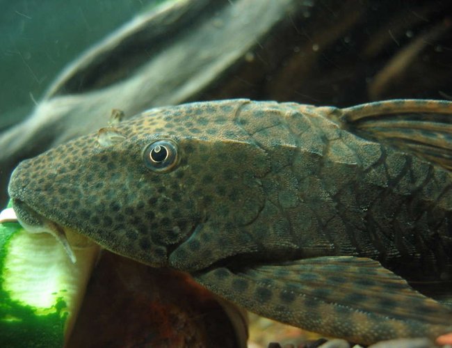 freshwater fish - glyptoperichthys gibbiceps - sailfin pleco (l-83) stocking in 55 gallons tank - Pleco eating zucchini. Yum. freshwater fish - glyptoperichthys gibbiceps - sailfin pleco (l-83) stocking in 55 gallons tank - Pleco eating zucchini. Yum.