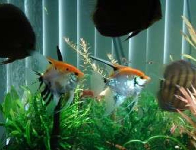freshwater fish - pterophyllum scalare - assorted veil angel stocking in 180 gallons tank - my discus freshwater fish - pterophyllum scalare - assorted veil angel stocking in 180 gallons tank - my discus