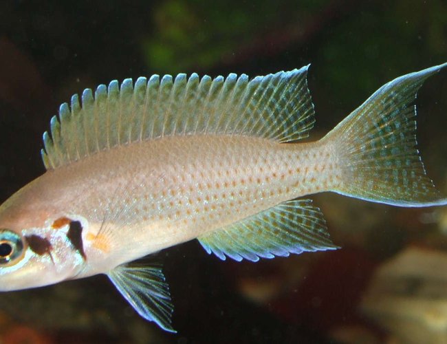 freshwater fish - neolamprologus brichardi - brichardi cichlid stocking in 90 gallons tank - princess cichlid freshwater fish - neolamprologus brichardi - brichardi cichlid stocking in 90 gallons tank - princess cichlid