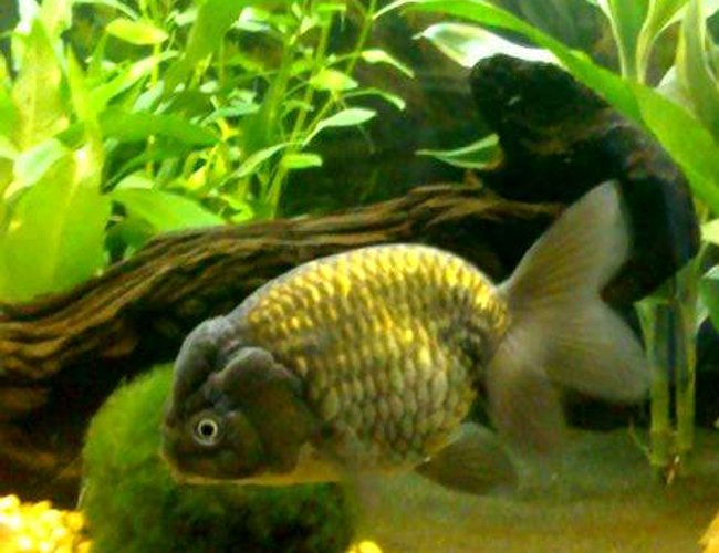 freshwater fish - carassius auratus - ranchu stocking in 40 gallons tank - 'Bumper' a four year old, five inch Black Ranchu. Please don't judge her for being 'just' a goldfish! freshwater fish - carassius auratus - ranchu stocking in 40 gallons tank - 'Bumper' a four year old, five inch Black Ranchu. Please don't judge her for being 'just' a goldfish!