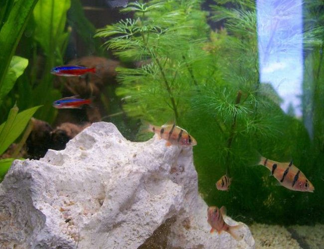 freshwater fish - paracheirodon axelrodi - cardinal tetra stocking in 32 gallons tank - My Pentazona Barb and Cardinal Tetra freshwater fish - paracheirodon axelrodi - cardinal tetra stocking in 32 gallons tank - My Pentazona Barb and Cardinal Tetra